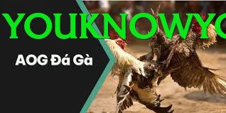 Trường Đấu Đá Gà Chuyên Nghiệp